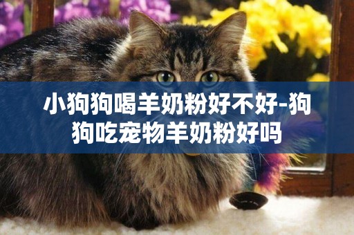 小狗狗喝羊奶粉好不好-狗狗吃寵物羊奶粉好嗎
