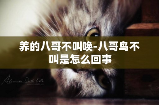 養的八哥不叫喚-八哥鳥不叫是怎么回事