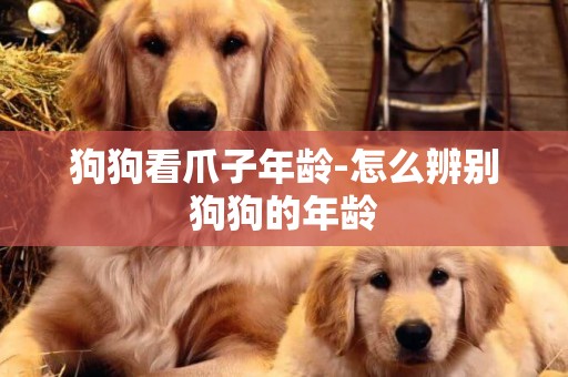 狗狗看爪子年齡-怎么辨別狗狗的年齡