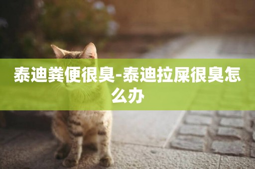泰迪糞便很臭-泰迪拉屎很臭怎么辦
