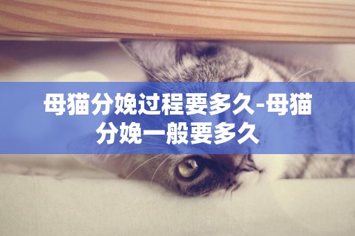母貓分娩過程要多久-母貓分娩一般要多久