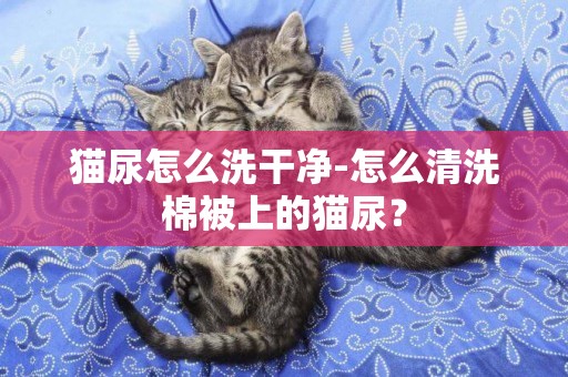 貓尿怎么洗干凈-怎么清洗棉被上的貓尿？