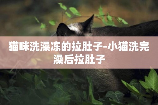 貓咪洗澡凍的拉肚子-小貓洗完澡后拉肚子