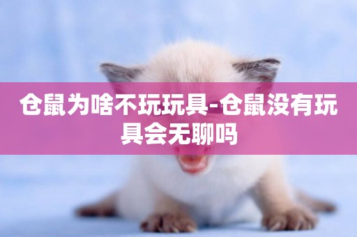 倉鼠為啥不玩玩具-倉鼠沒有玩具會無聊嗎