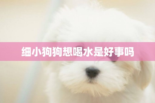 細小狗狗想喝水是好事嗎