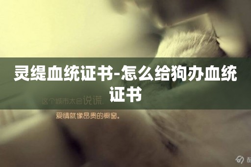 靈緹血統證書-怎么給狗辦血統證書