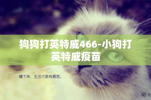 狗狗打英特威466-小狗打英特威疫苗