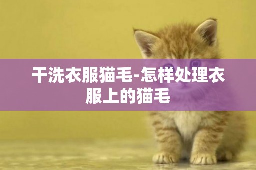 干洗衣服貓毛-怎樣處理衣服上的貓毛