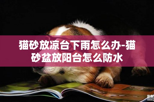 貓砂放涼臺下雨怎么辦-貓砂盆放陽臺怎么防水