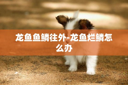 龍魚魚鱗往外-龍魚爛鱗怎么辦
