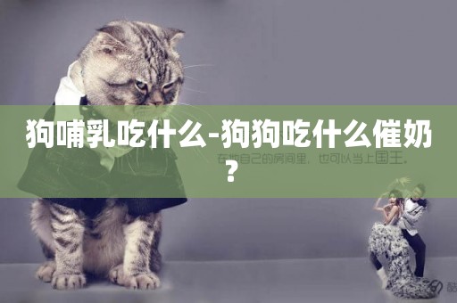 狗哺乳吃什么-狗狗吃什么催奶？
