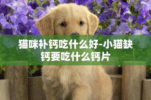 貓咪補鈣吃什么好-小貓缺鈣要吃什么鈣片