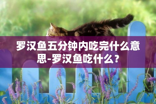羅漢魚五分鐘內吃完什么意思-羅漢魚吃什么？