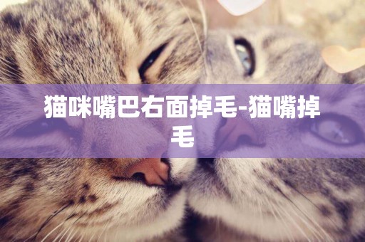 貓咪嘴巴右面掉毛-貓嘴掉毛
