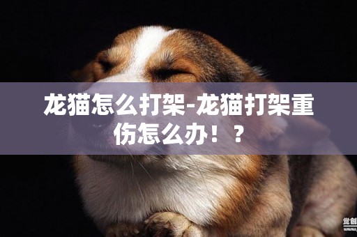 龍貓怎么打架-龍貓打架重傷怎么辦！？