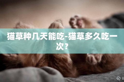 貓草種幾天能吃-貓草多久吃一次？