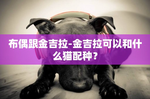 布偶跟金吉拉-金吉拉可以和什么貓配種？