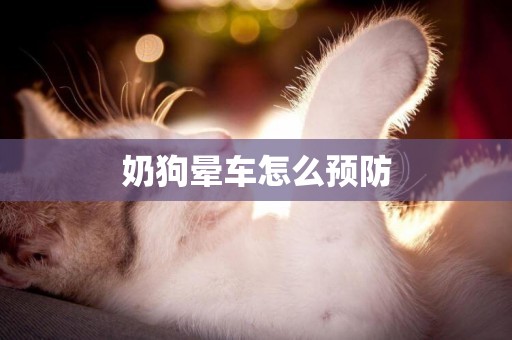 奶狗暈車怎么預防