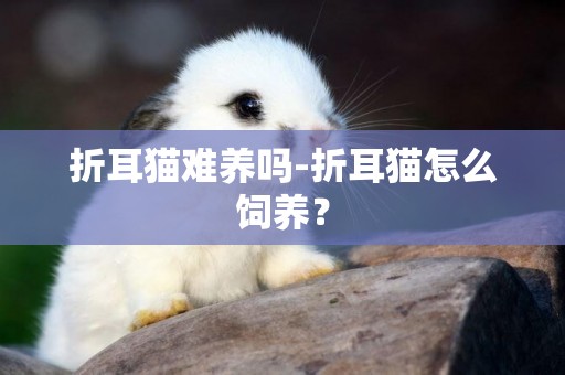 折耳貓難養嗎-折耳貓怎么飼養？