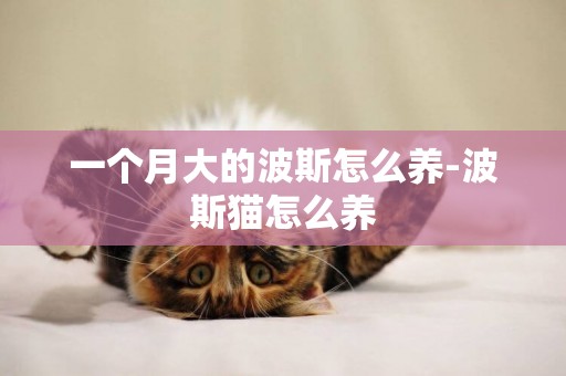 一個月大的波斯怎么養-波斯貓怎么養