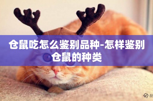 倉鼠吃怎么鑒別品種-怎樣鑒別倉鼠的種類