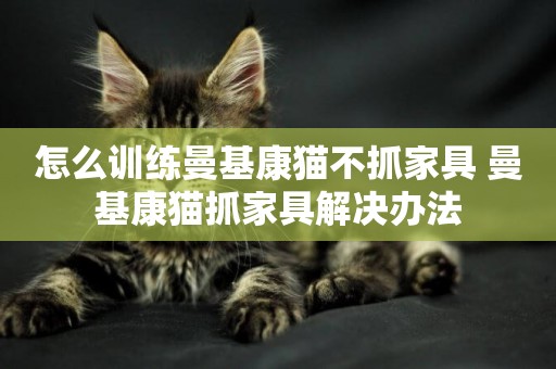 怎么訓練曼基康貓不抓家具 曼基康貓抓家具解決辦法