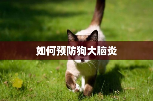 如何預防狗大腦炎