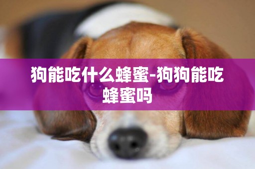 狗能吃什么蜂蜜-狗狗能吃蜂蜜嗎