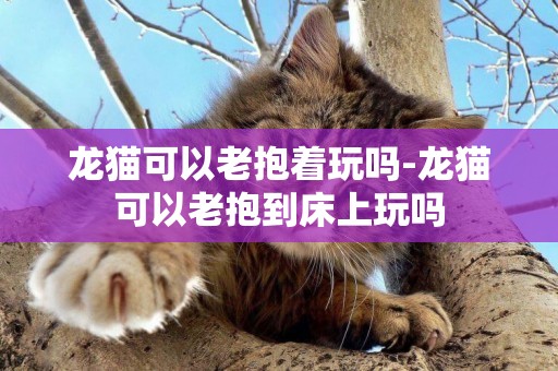 龍貓可以老抱著玩嗎-龍貓可以老抱到床上玩嗎