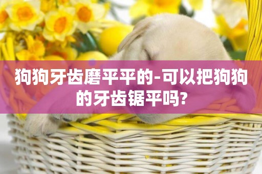 狗狗牙齒磨平平的-可以把狗狗的牙齒鋸平嗎?