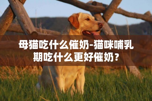 母貓吃什么催奶-貓咪哺乳期吃什么更好催奶？