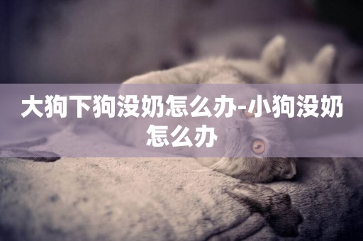 大狗下狗沒奶怎么辦-小狗沒奶怎么辦