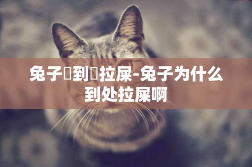 兔子總到處拉屎-兔子為什么到處拉屎啊