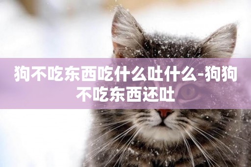狗不吃東西吃什么吐什么-狗狗不吃東西還吐