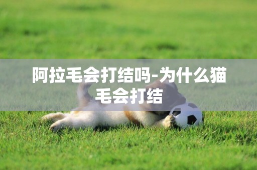 阿拉毛會打結嗎-為什么貓毛會打結