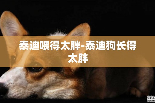 泰迪喂得太胖-泰迪狗長得太胖