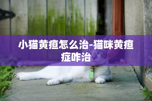 小貓黃疸怎么治-貓咪黃疸癥咋治