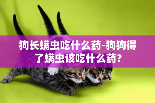 狗長螨蟲吃什么藥-狗狗得了螨蟲該吃什么藥？