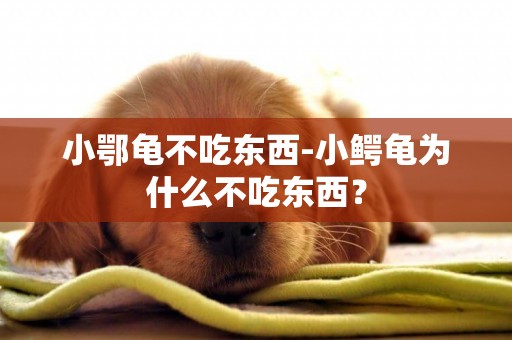 小鄂龜不吃東西-小鱷龜為什么不吃東西？