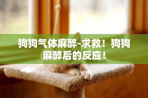 狗狗氣體麻醉-求救！狗狗麻醉后的反應！