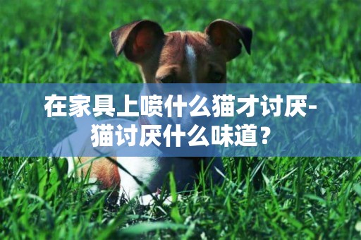在家具上噴什么貓才討厭-貓討厭什么味道？