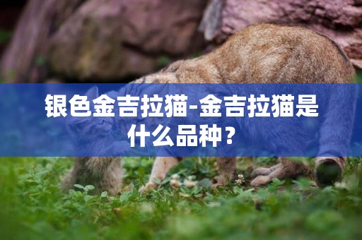 銀色金吉拉貓-金吉拉貓是什么品種？