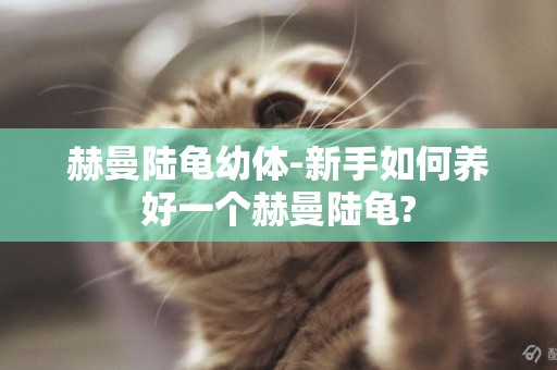 赫曼陸龜幼體-新手如何養好一個赫曼陸龜?