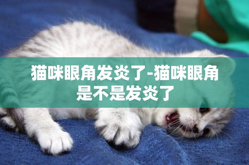 貓咪眼角發炎了-貓咪眼角是不是發炎了