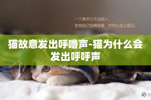 貓故意發出呼嚕聲-貓為什么會發出呼呼聲
