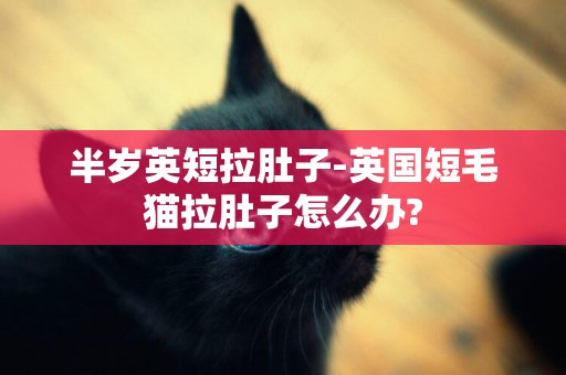 半歲英短拉肚子-英國短毛貓拉肚子怎么辦?