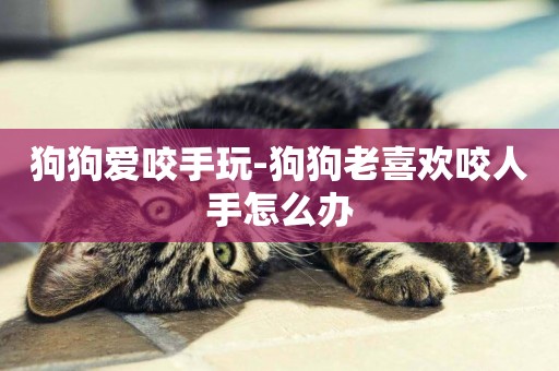 狗狗愛咬手玩-狗狗老喜歡咬人手怎么辦
