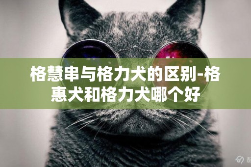 格慧串與格力犬的區別-格惠犬和格力犬哪個好