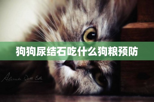狗狗尿結石吃什么狗糧預防