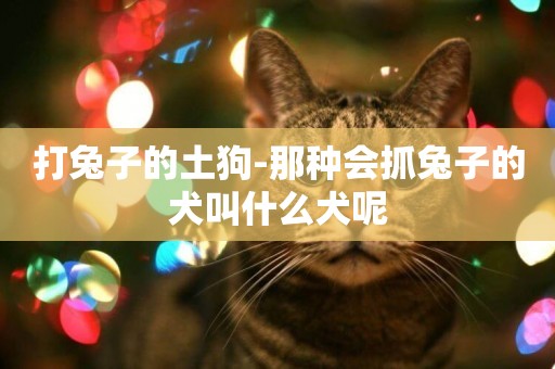 打兔子的土狗-那種會抓兔子的犬叫什么犬呢